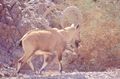 An Alpine Ibex or steinbock