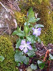 Fleurs de pervenche