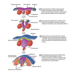 Transversale doorsneden die de ontwikkeling van de neurale plaat tot de neurale buis, neurale plooien en somieten weergeven