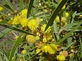 Phyllodien von Acacia confusa (Akazienart)