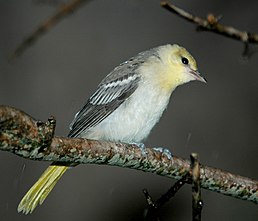 Самиця золотощокого трупіала