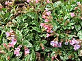 Pulmonaria officinalis