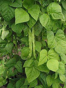 A variety of the common bean with flat pods