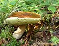 Karl Johan (Boletus edulis)