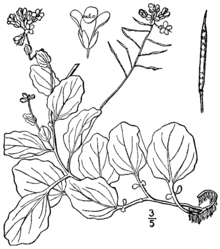 A simple printed drawing of a flower is depicted. The drawing has no color. The flower has a long stem with many leaves sectioning off of it.