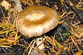 Inocybe grammata