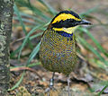 Javan banded pitta