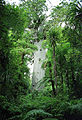 Tane mahuta (Agathis australis)