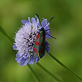 Scabiosa columbaria (Blüte mit Sechsfleck-Widderchen Zygaena filipendulae)