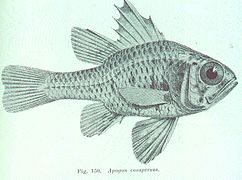 Vincentia conspersa