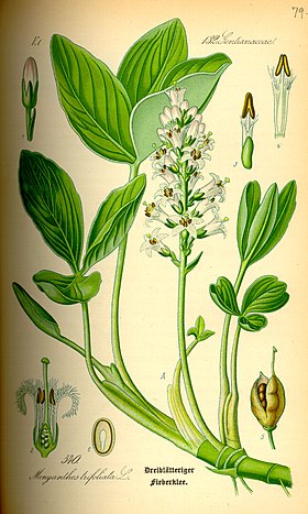 Menyanthes trifoliata