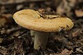 !Lactarius zonarius!