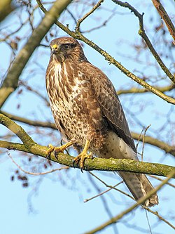 Peļu klijāns (Buteo buteo)