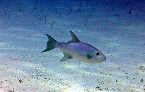 Un baliste pélagique à grandes écailles (Canthidermis macrolepis)