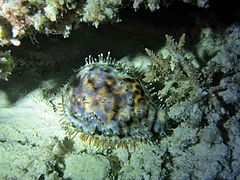 Une porcelaine tigre (Cypraea tigris).