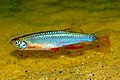 Danio albolineatus