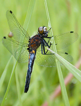 Leucorrhinia intacta