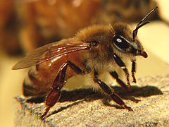 Abeille à miel d'Europe et d'Afrique : Apis mellifera.