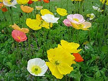 Papaver nudicaule dsc00913.jpg