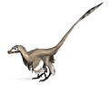 Welokirapetoa Velociraptor mongoliensis