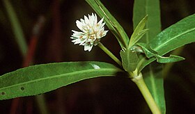 Alternanthera philoxeroides