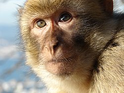 Gibraltar Barbary Macaque