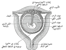 مستوى مقطعي لرحم حامل في الشهرين الثالث والرابع.