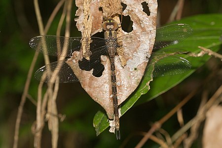 Gynacantha dravida (പെൺതുമ്പി)