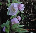 Helleborus thibetanus