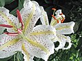 Hi-res. closeup of a Japanese lily