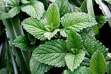 Mint leaves.jpg