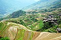 Longsheng Rice Terrace