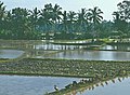 zwischen Pejeng und Ubud