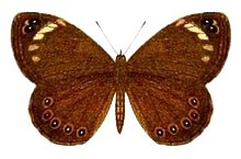 D. clytus, Seitz (1910), Fauna Africana