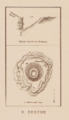 Plan und Schnitt des Hügels von Humann und Puchstein
