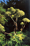 Anxélica de almiscre, Angelica archangelica