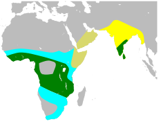 Rozšíření druhu; tmavě zelená = celoročně, žlutá = pouze v létě, modrá = pouze v zimě