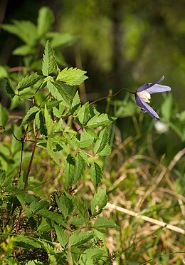 Clematis alpina 02.jpg