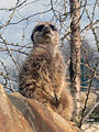 Meerkat