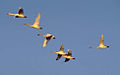 Flock of adult and young whistling swans