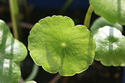 cirkelrond blad van Gewone waternavel (Hydrocotyle vulgaris)