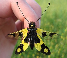 Аскалаф строкатий (Libelloides macaronius)