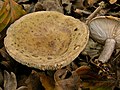 !Lactarius blennius!