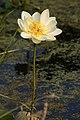 Nelumbo lutea