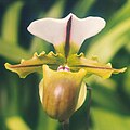 Paphiopedilum spicerianum