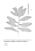 A = stengel, B = bladrand