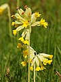 Involucrate simple umbels of Primula veris