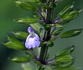 Miniatura para Salvia tiliifolia