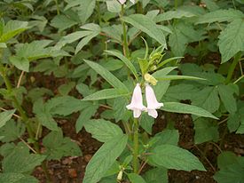 Кунжут индийский (Sesamum indicum)