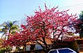 Prunus serrulata ing Ponta Grossa, kidul saka Brasil. Tetanduran ing wilayah iki ana ing tengah mangsa